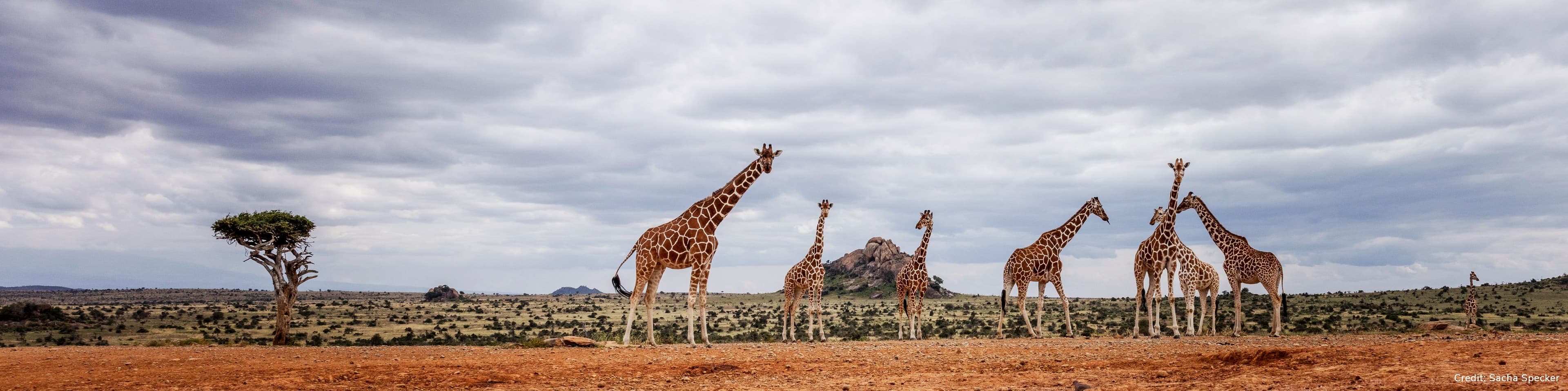 Journey of Giraffes - Credit Sacha Specker