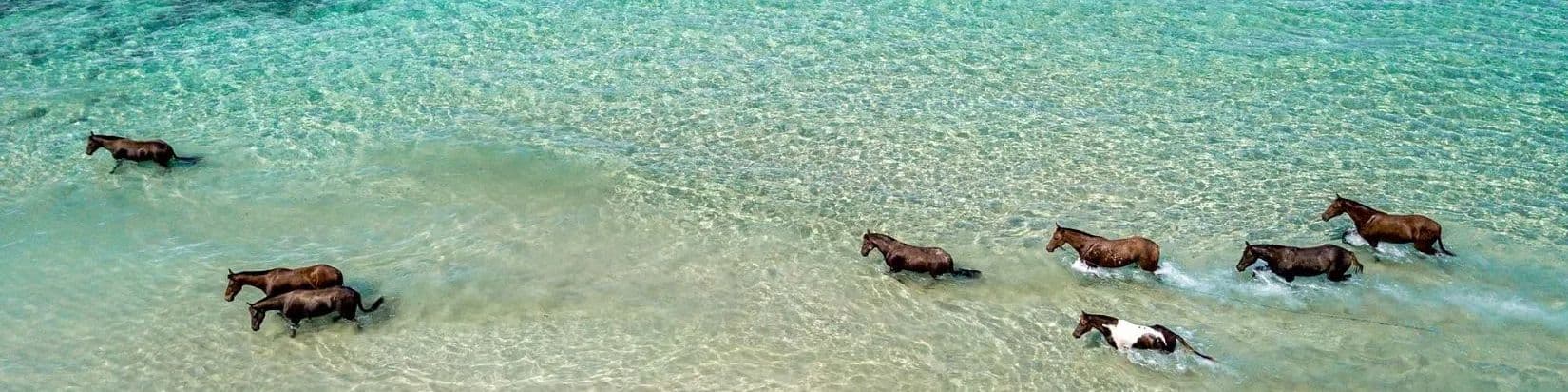 NIHI Sumba Sea Horse