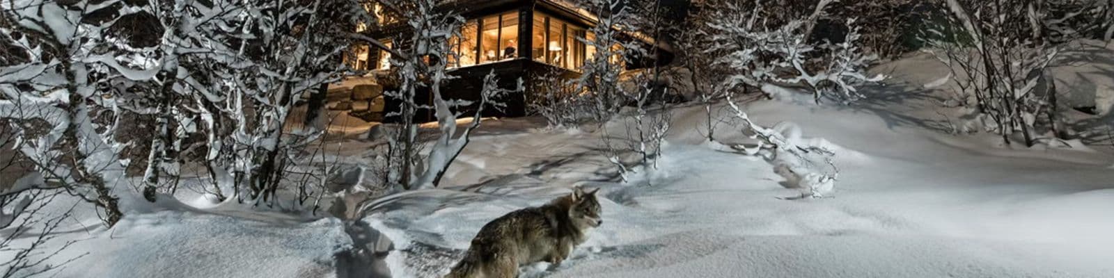 Wolf Lodge Norway