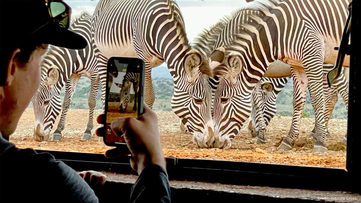 Ol Jogi Hide - Credit Johnnie Cross